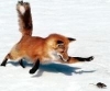 Фотография fox